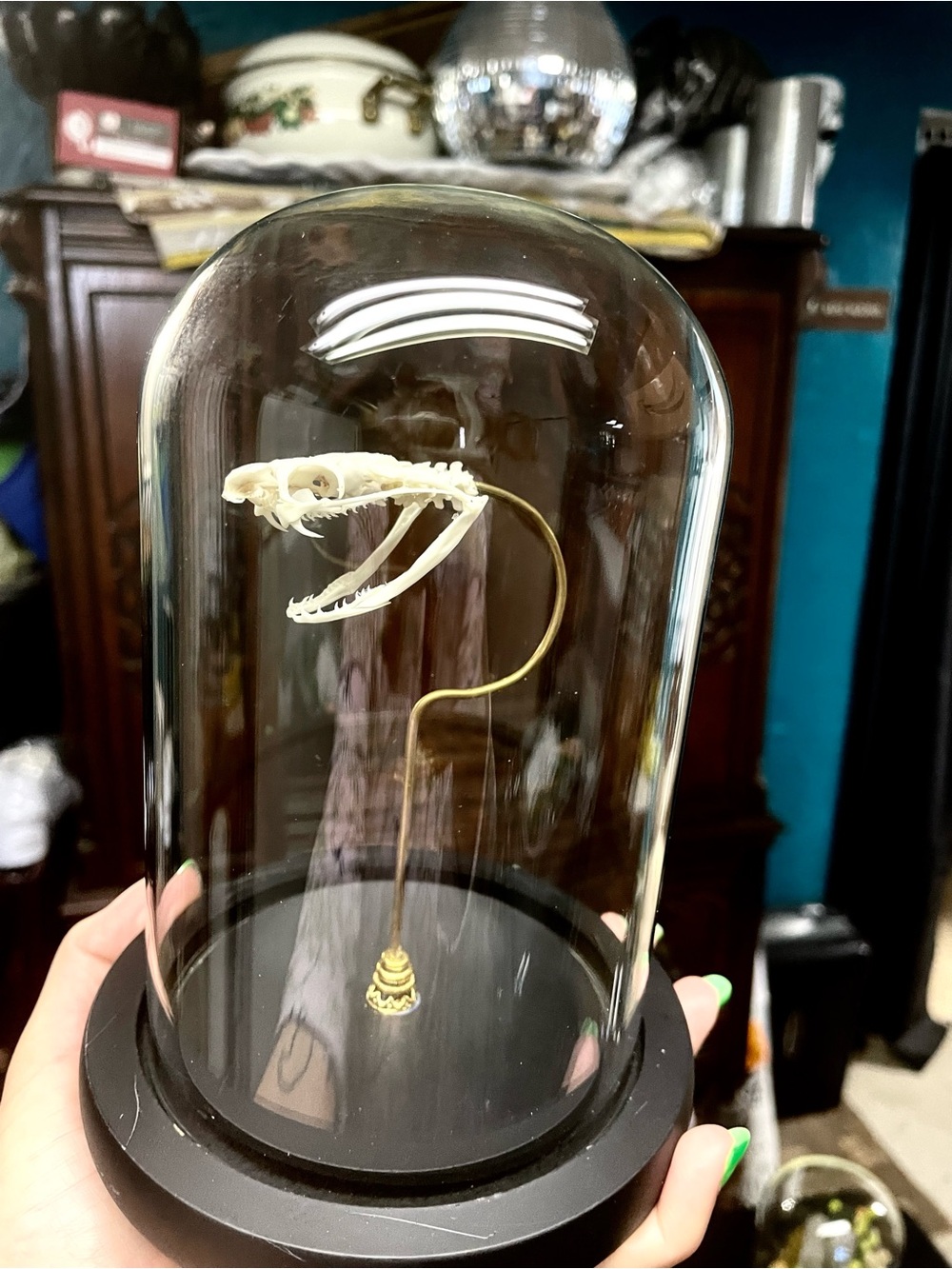 Viper Skull On Suspended Display In Glass Dome
